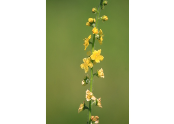 Gemeiner Odermennig (Agrimonia eupatoria) - © Emanuel Trummer